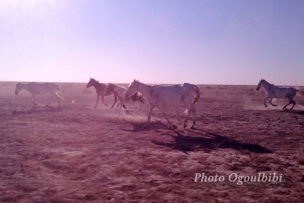 Chevaux sauvages dans Aralkoum